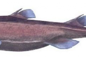 Black dog shark - obrońca ludzkości z wirusów Black dog shark - obrońca ludzkości z wirusów